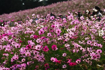 Obraz premium 昭和記念公園のコスモス