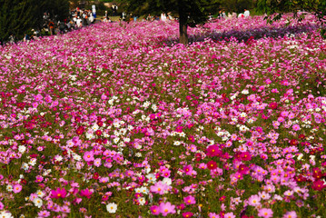 昭和記念公園のコスモス