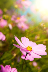 Fototapeta premium Beautiful Chrysanthemum