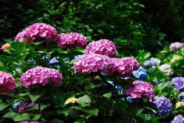 鎌倉のアジサイ