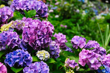 鎌倉のアジサイ