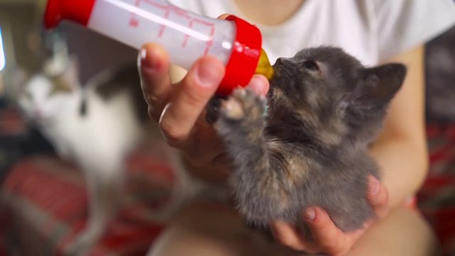 Котенок которого кормят с рук