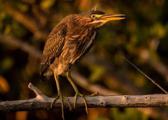 Green Heron Habitat