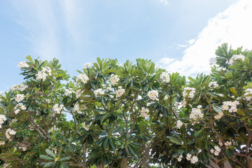 Plumeria tree Vintage, frangipani tropical flowers. White and yellow flowers with green leaves on blue sky background.