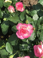 ピンクのバラ　pink rose
