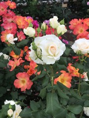 色とりどりの薔薇