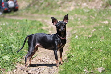 CANE PINSCHER NERO