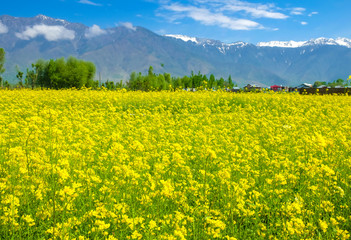 Mustard flower field in  Kashmir, India