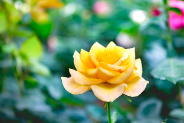 Grain noise filter - the beautiful yellow rose flower on blurred background