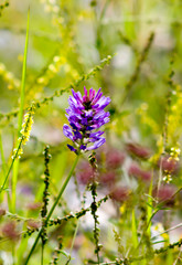 close up the beautiful purple flower on blurred background
