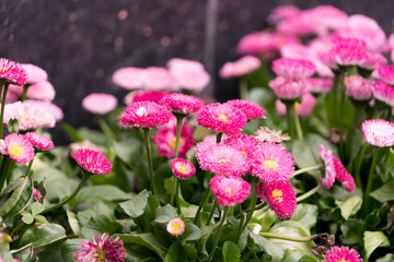 close up the beautiful dark pink flower on blurred background