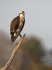 Osprey in Tree