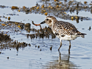 Black-bellied Plover Eating Worm