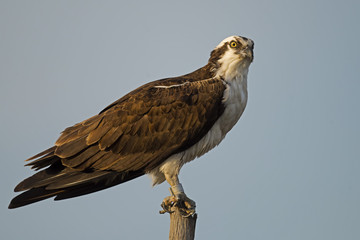 Osprey in Tree