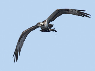 Osprey in Flight with Fish