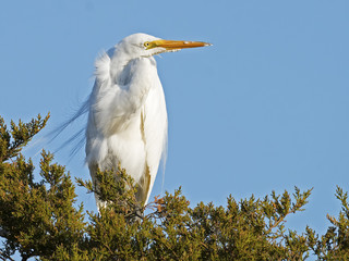 Great Egret sitting in Tree
