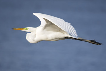 Great Egret in Flight