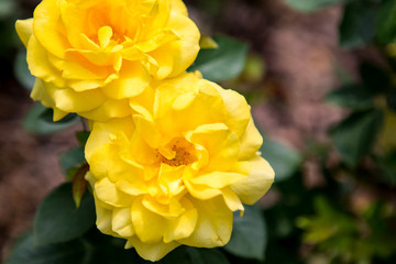 Grain noise filter - the beautiful yellow rose flower on blurred background