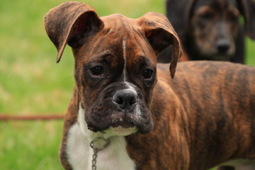Beautiful brindle boxer puppy enjoys explore the new spring season with a mixed breed friend in...