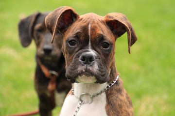 Beautiful brindle puppy enjoys exploring in the new spring season, with his friend close behind.