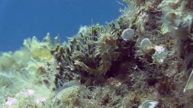 Costa Brava, diving the Mediterranean sea, Seahorse white, Spain