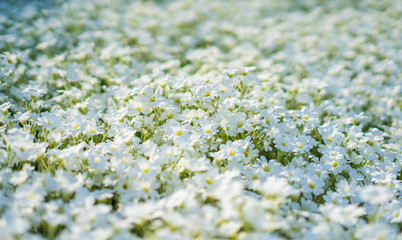 Close view of amazing white flowers on the field. Summertime plants. Flower background. Selective focus