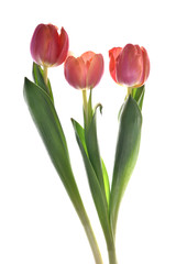 spring flowers. Tulips isolated on white