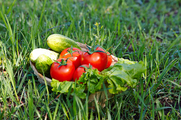 Harvest of cucumbers and tomato in a basket