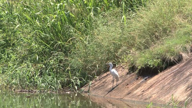 Great Egret bird at lake side