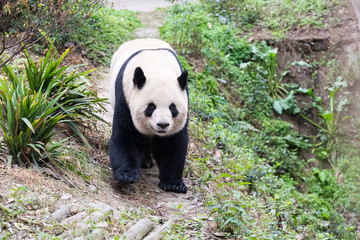 Obraz na płótnie Canvas giant panda closeup in zoo