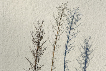 Fototapeta na wymiar Trockene Gräser werfen Schatten auf eine weiße Wand