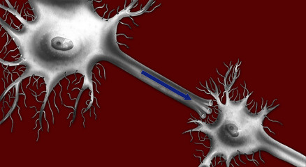 Neurons are nerve cells that transmit nerve signals.