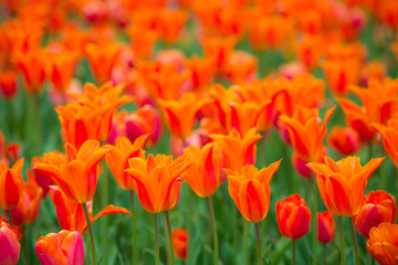 Tulips Background