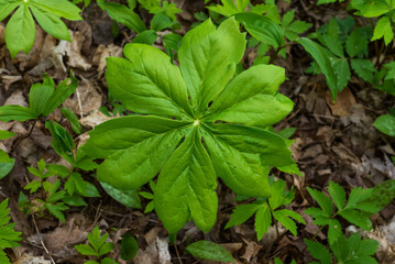 Mayapple leaf / podophyllum