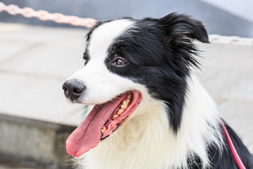 Happy border collie