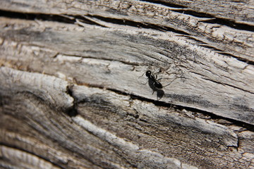 giant black ant on driftwood