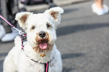 Cute white pet dog