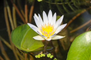 Lotus leaf in water