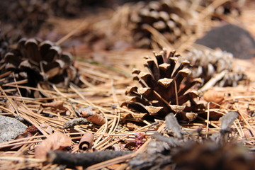 pine cones on forest ground