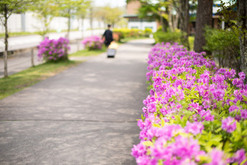 Obraz premium Sightseeing Trip Resort Nature Cloud Sky Cold Blue White landscape Mountain close-up Japan Flower
