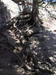 tree roots on rocks