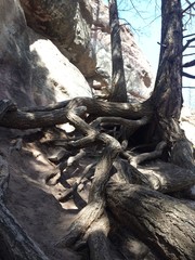 tree roots on rocks