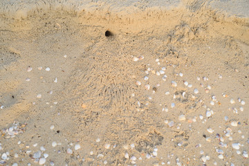 Crab Hole