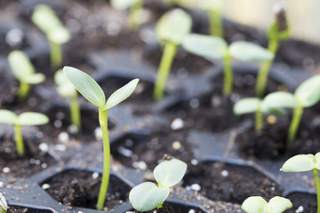 Sunflower Seedlings in Trays