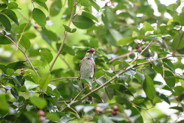 Bulbul bird