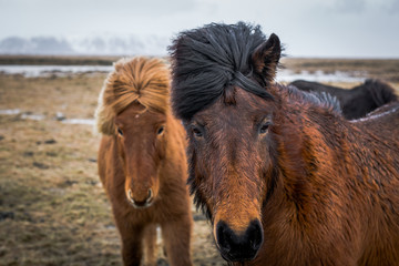 Fototapeta premium Closeup of Icelandic horses in pasture
