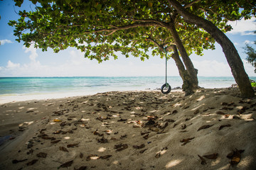 Beach with shade tree and rope swing