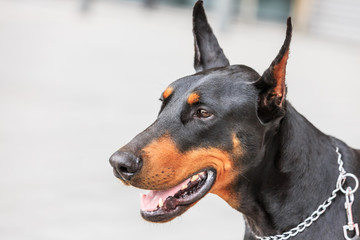 Cute face of a doberman pinscher dog