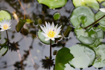 lotus flower
