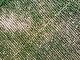 Aerial view of cassava plantation